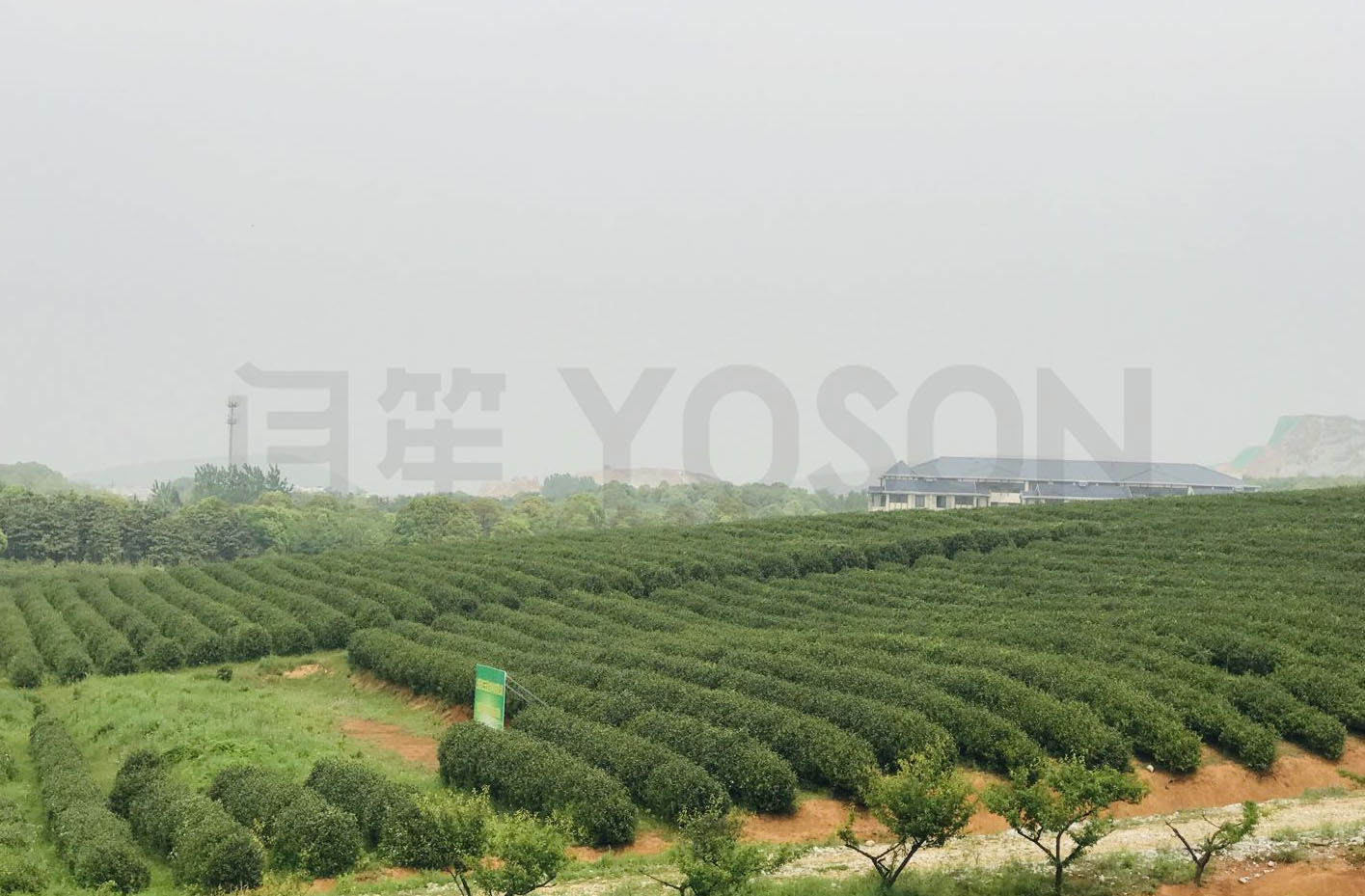浙江宜興碧螺春