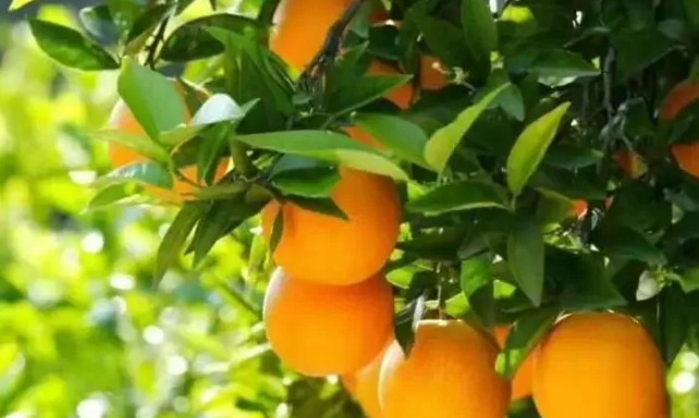  12�¸��ٹ������g���ˣ������ߴ��c�������߮a���a����A��