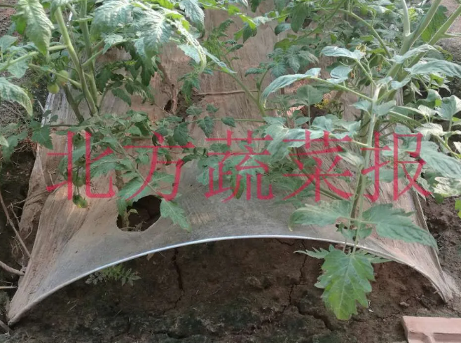 ���w��Ĥ��Ĥ����Щ�v�������r���т�ע���ˣ�